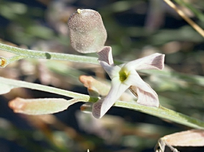 FARSETIA AEGYPTIA Turra