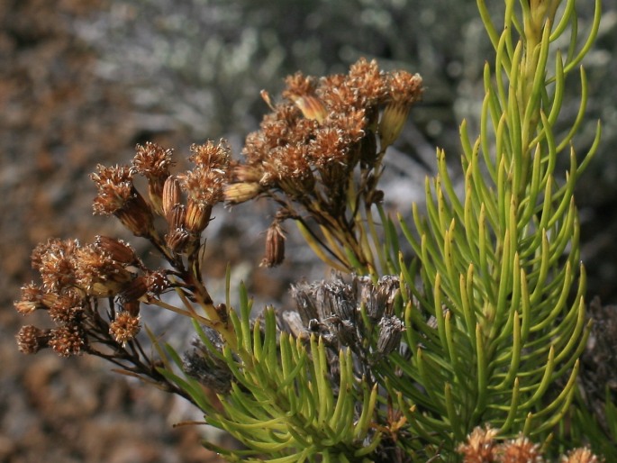 Faujasia pinifolia