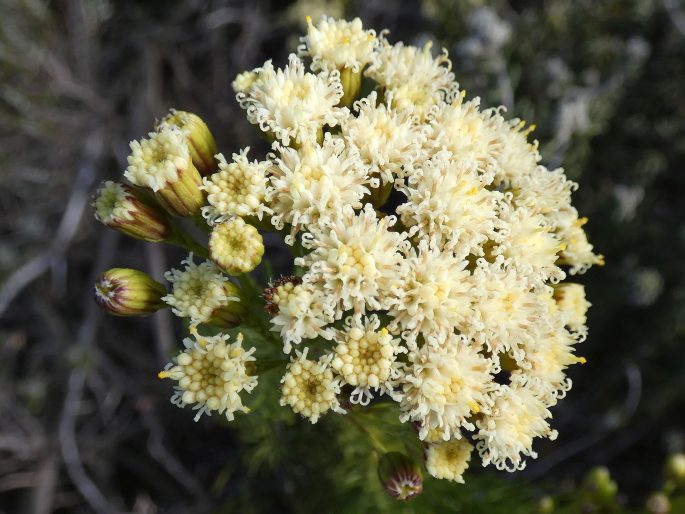 Faujasia pinifolia