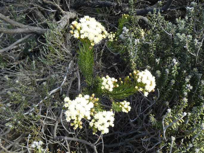 Faujasia pinifolia