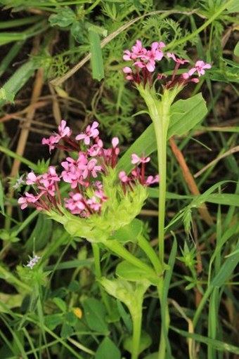 Fedia graciliflora