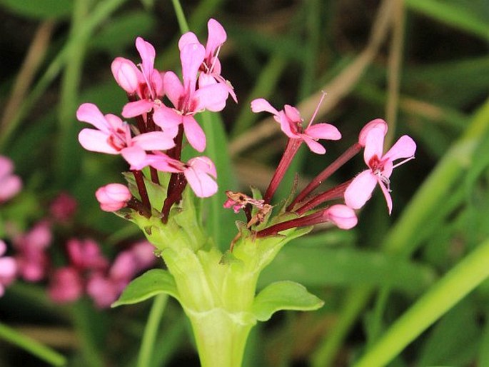 Fedia graciliflora