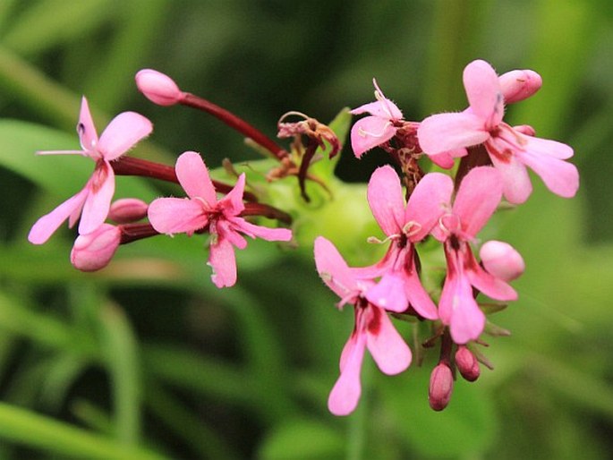 Fedia graciliflora