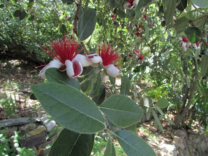 Feijoa sellowiana