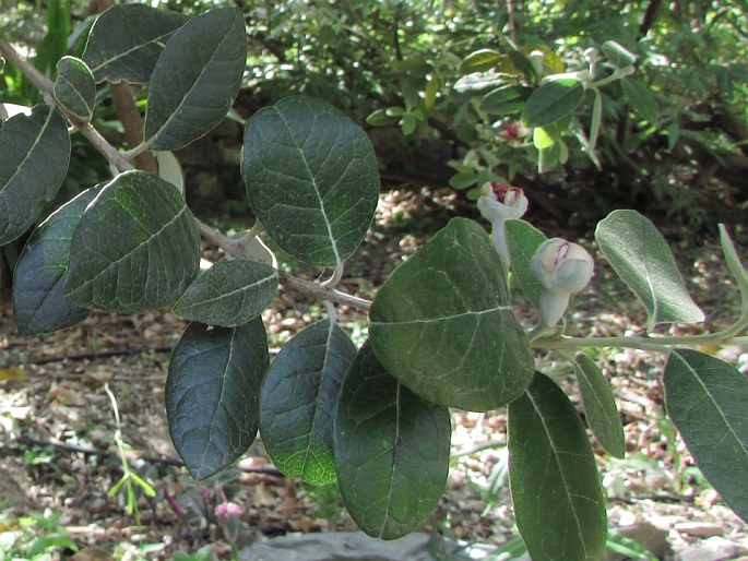 Feijoa sellowiana