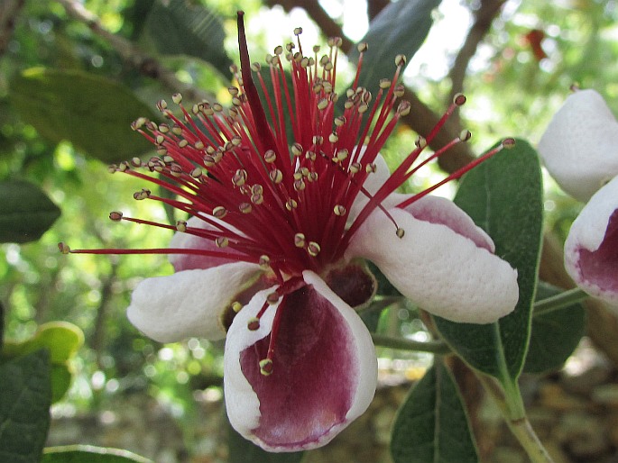 Feijoa sellowiana