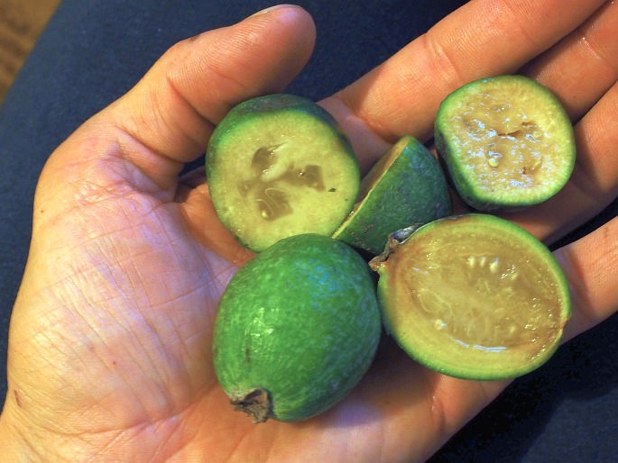 Feijoa sellowiana