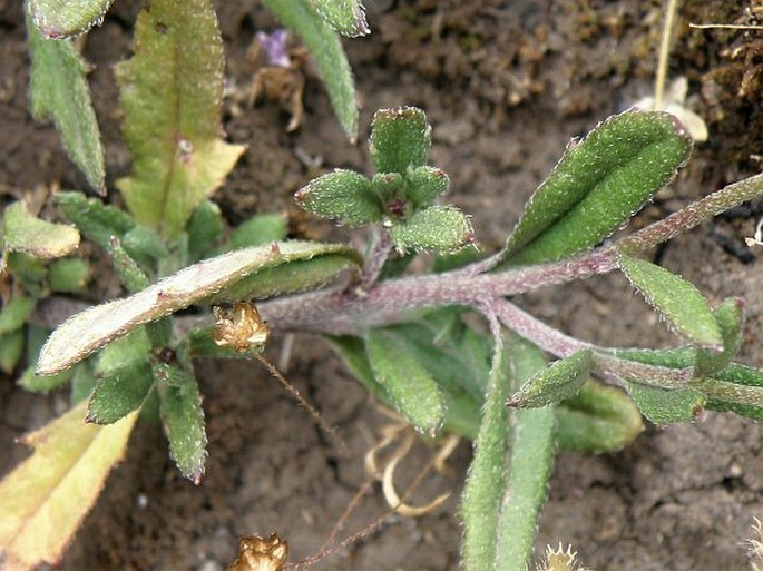 Felicia dentata