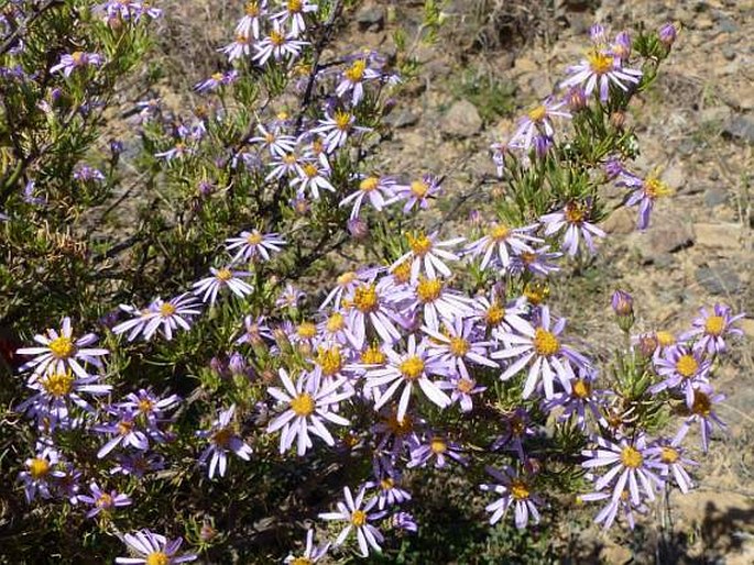 Felicia filifolia