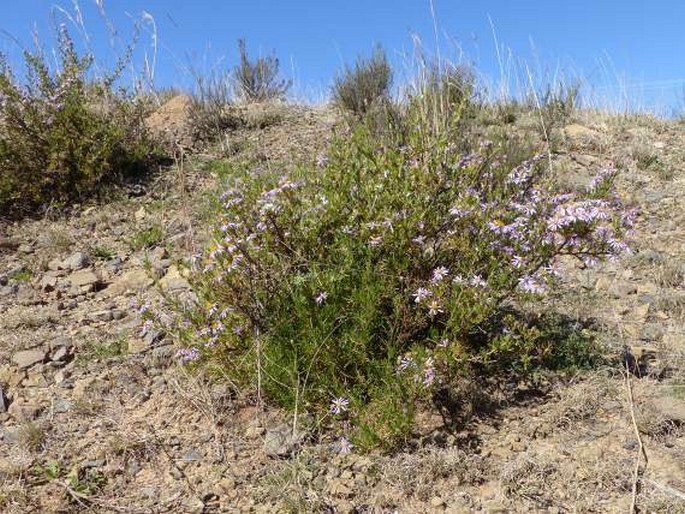 Felicia filifolia