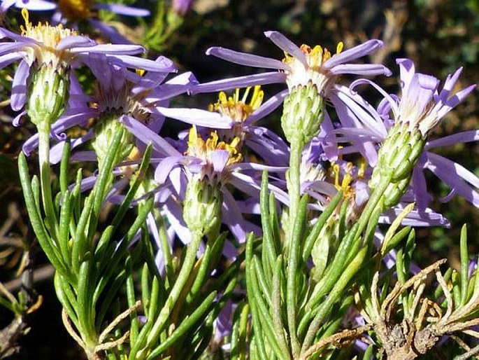 Felicia filifolia