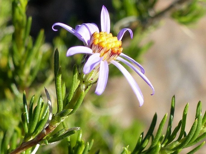 Felicia filifolia