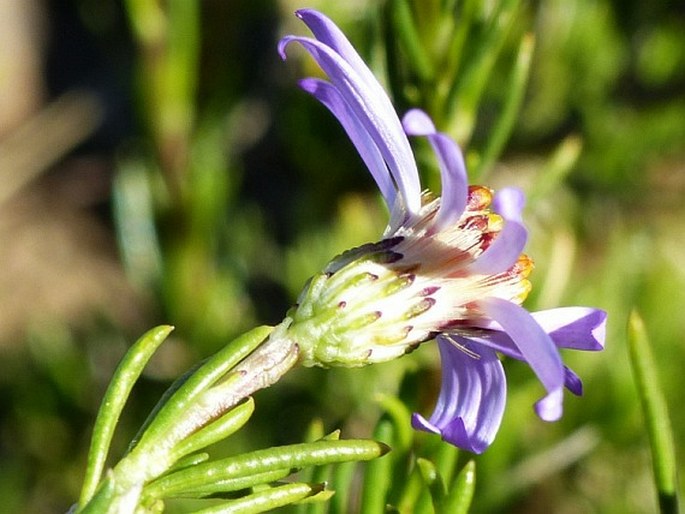 Felicia filifolia