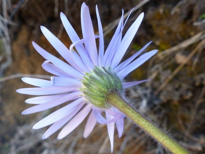 Felicia rosulata