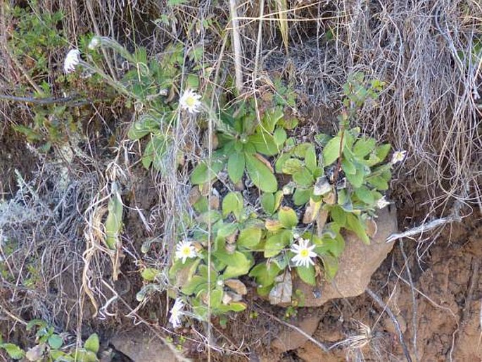 Felicia rosulata