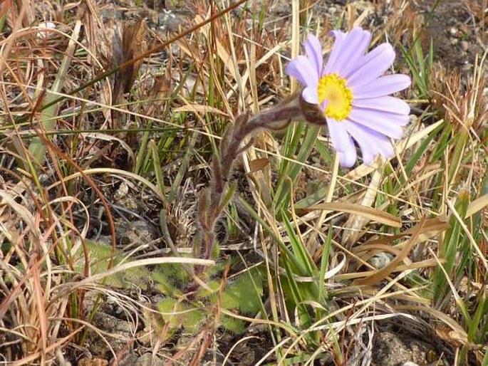 Felicia rosulata