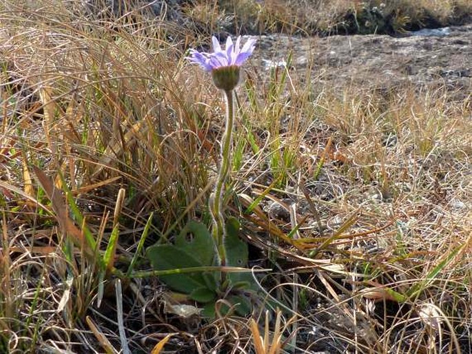 Felicia rosulata