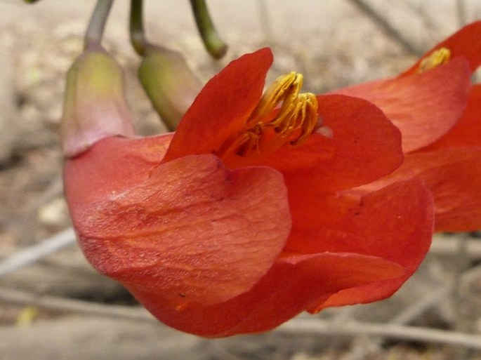 Fernandoa madagascariensis