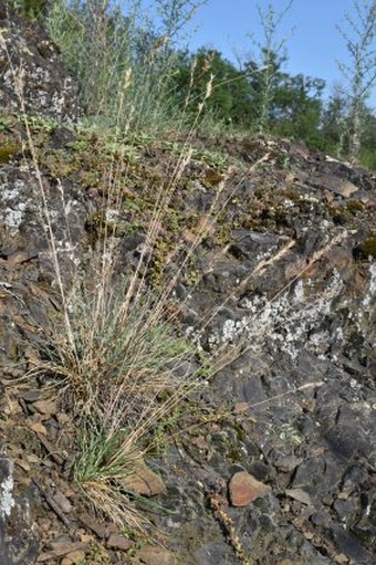 Festuca csikhegyensis