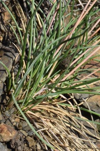 Festuca csikhegyensis