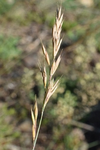 Festuca csikhegyensis