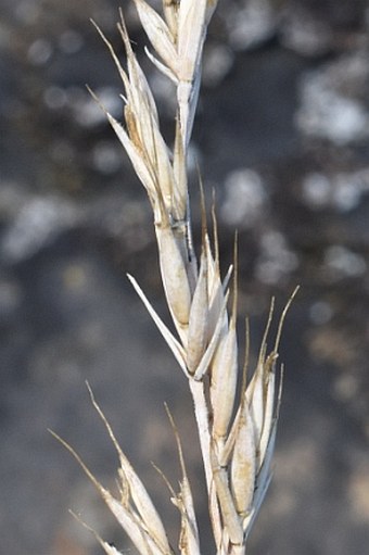 Festuca csikhegyensis