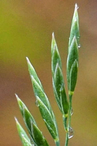 Festuca psammophila subsp. dominii