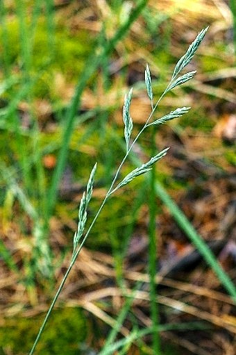 Festuca psammophila subsp. dominii