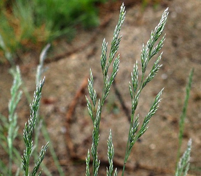 FESTUCA PSAMMOPHILA subsp. DOMINII (Krajina) P. Šmarda – kostřava písečná Dominova / kostrava pieskomilná Dominova