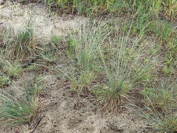 Festuca psammophila subsp. dominii