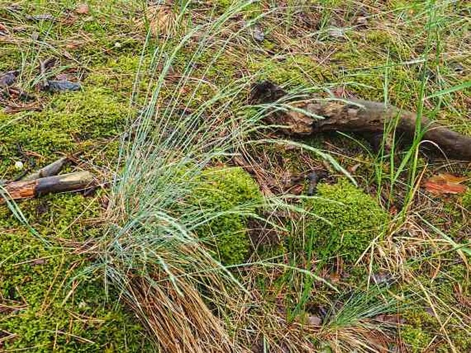 Festuca psammophila subsp. dominii