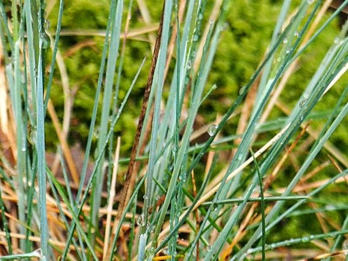 Festuca psammophila subsp. dominii