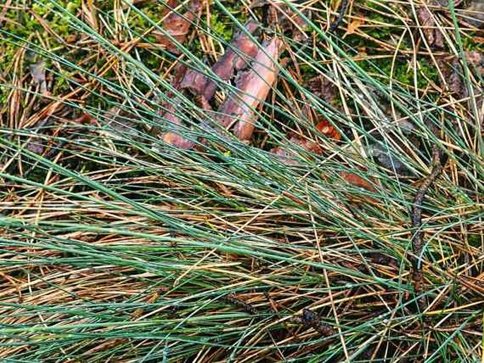 Festuca psammophila subsp. dominii