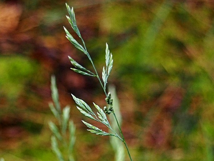 Festuca psammophila subsp. dominii