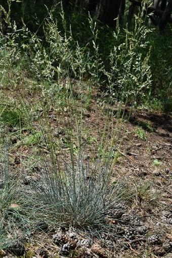 Festuca psammophila