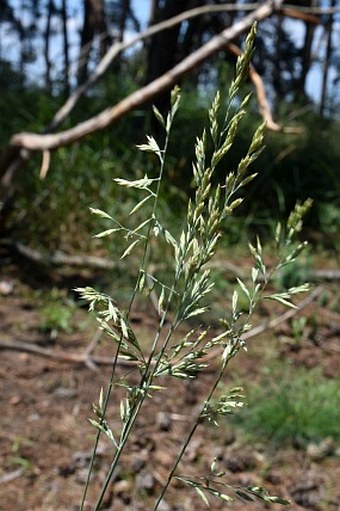 Festuca psammophila