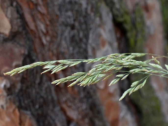 FESTUCA PSAMMOPHILA (Hack. ex Čelak.) Fritsch – kostřava písečná / kostrava