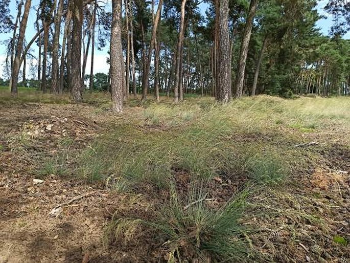 Festuca psammophila