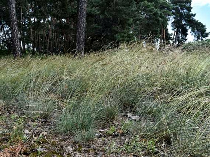 Festuca psammophila