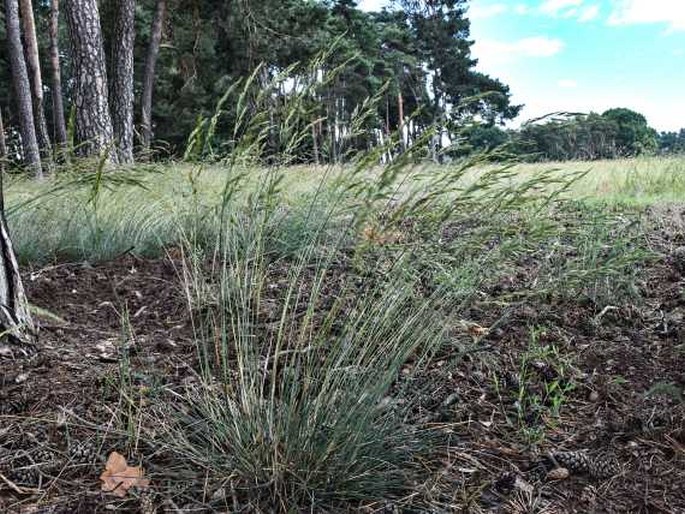 Festuca psammophila