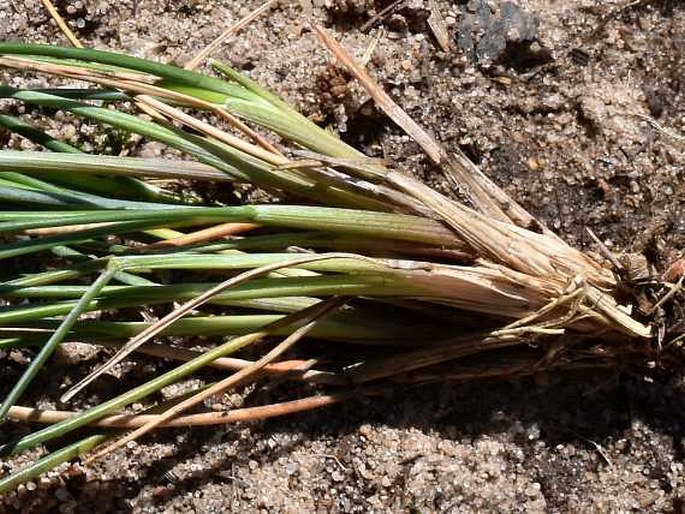 Festuca psammophila