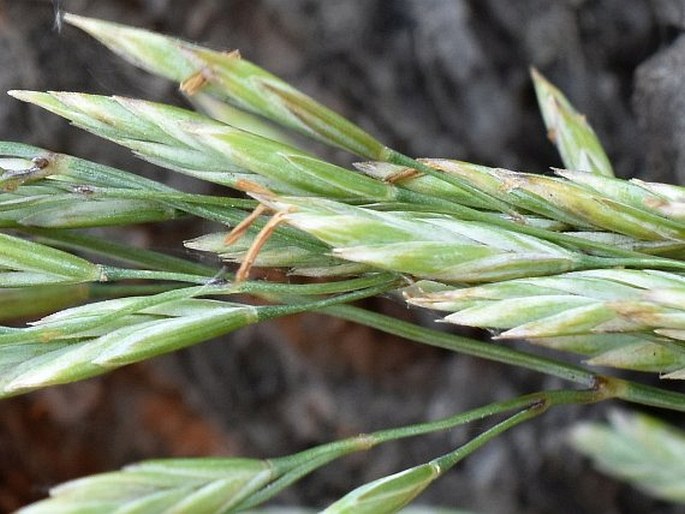 Festuca psammophila