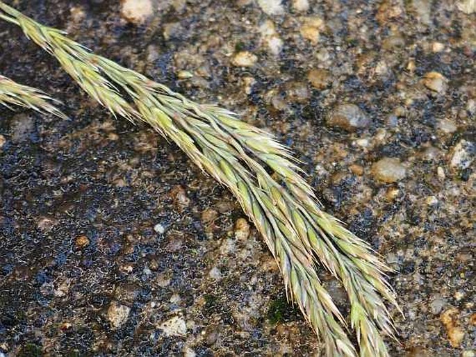 FESTUCA PSEUDODALMATICA Krajina ex Domin – kostřava padalmatská / kostrava