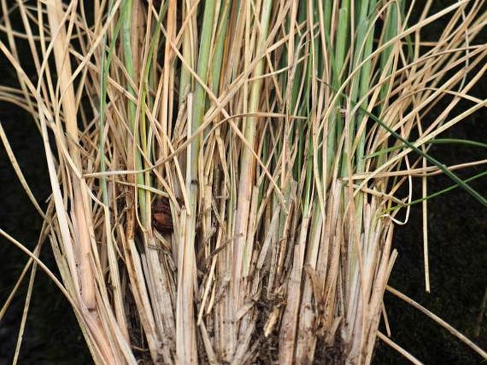 Festuca pseudodalmatica