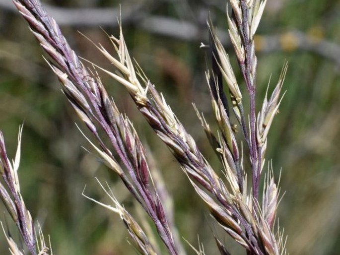 Festuca pseudodalmatica