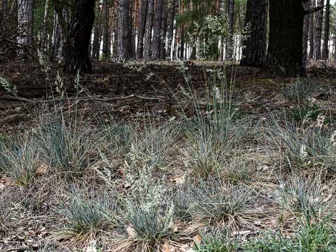 Festuca albensis