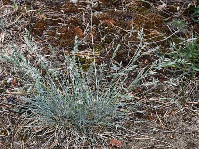 Festuca albensis