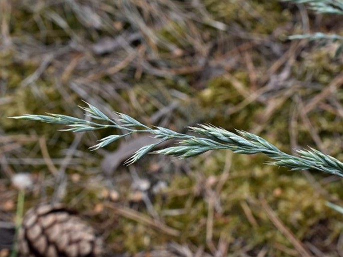 Festuca albensis