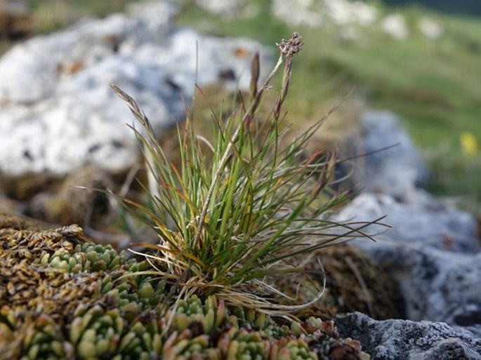 FESTUCA ALPINA Suter – kostřava / kostrava