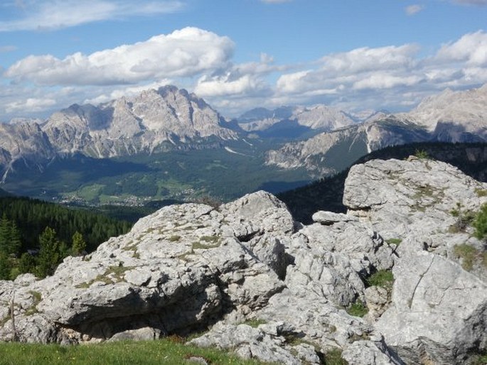 Festuca alpina